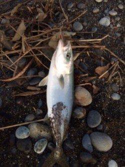 早起きして新宮の大浜へ　ショアジギングでツバス