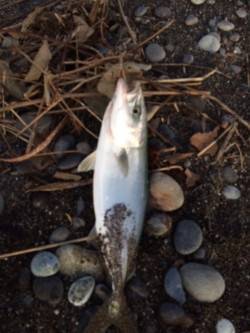 早起きして新宮の大浜へ　ショアジギングでツ…