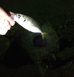 大阪南部をアジングでランガン　全体的に渋くパターン掴みきれず苦戦