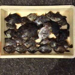 マリーナシティ海釣り公園　カワハギの釣果が上々でした♪