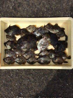 マリーナシティ海釣り公園　カワハギの釣果が上々でした♪