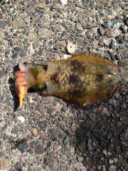 宇久にてエギングでアオリイカ　成長してきたもののまだ2号が活躍