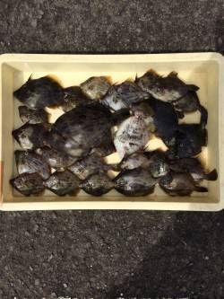 マリーナシティ海釣り公園　カワハギの釣果が…