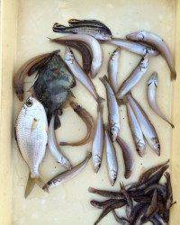 マリーナシティ釣り公園突堤で投げ釣り　キス16尾