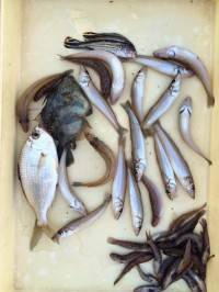 マリーナシティ釣り公園突堤で投げ釣り　キス…