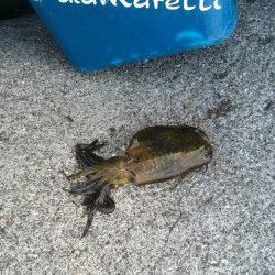 紀ノ川河口　タチウオ狙いは不発もエギングで楽しめる　サゴシの姿も