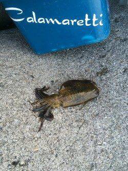 紀ノ川河口　タチウオ狙いは不発もエギングで楽しめる　サゴシの姿も