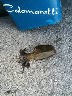 紀ノ川河口　タチウオ狙いは不発もエギングで…