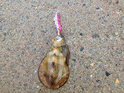 香住東港　朝6時前からのエギング釣行でアオリ狙い