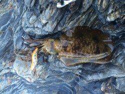 雑賀崎でエギング　3号から2.5号にかえるとHIT！