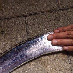 南港周辺でタチウオ釣り　ウキ釣りでゲットできました