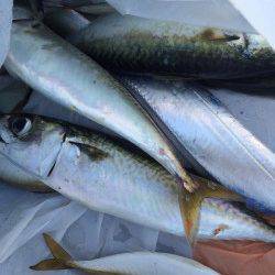 南港　ワインドでタチウオ　ジグでサバゲット