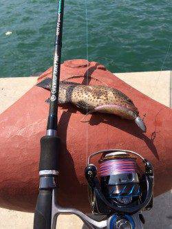 勝浦港でニューロッド、ニューリールの鱗付け　オオモンハタの釣果(^.^)