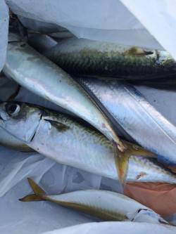 南港　ワインドでタチウオ　ジグでサバゲット…