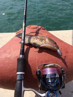 勝浦港でニューロッド、ニューリールの鱗付け…