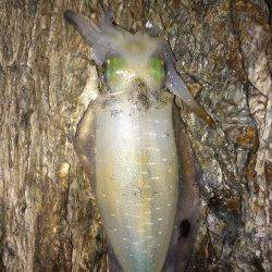 戸坂・塩津漁港周辺エギング　アオリイカはシモリの影に潜んでいました