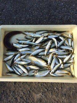 マリーナシティ海釣り公園　サビキでアジ好調です