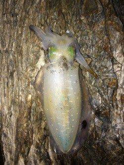 戸坂・塩津漁港周辺エギング　アオリイカはシモリの影に潜んでいました