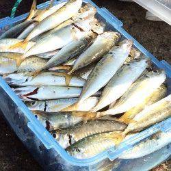 北公園でサビキ釣り　15cm前後のアジが入れ食いでした♪