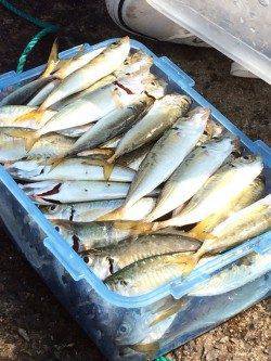 北公園でサビキ釣り　15cm前後のアジが入れ食いでした♪