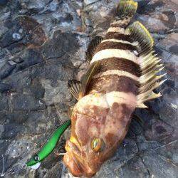 太地時磯で夕まずめにルアーでハタの釣果