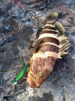 太地時磯で夕まずめにルアーでハタの釣果