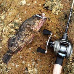 宇久井　ベイトタックルに直リグでガシラ♪