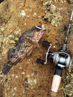 宇久井　ベイトタックルに直リグでガシラ♪