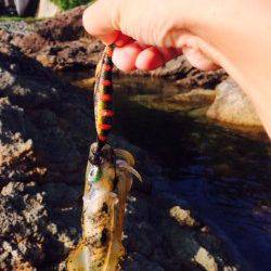 間人　エギングのアオリイカはリリースサイズ