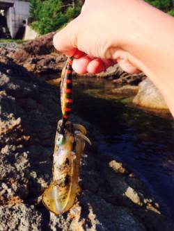 間人　エギングのアオリイカはリリースサイズ…