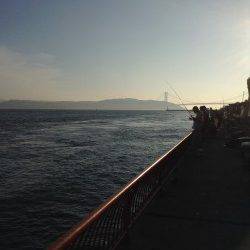 平磯海づり公園　胴突仕掛けの探り釣りでカワハギなど