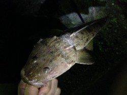 有田川河口　ライトゲームでマゴチ＆ハゼ