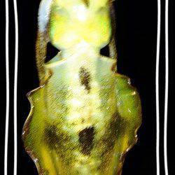 大蔵海岸アオリイカ新子調査♫　コロッケサイズの活性高く短時間で数釣り