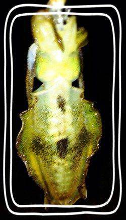 大蔵海岸アオリイカ新子調査♫　コロッケサイズの活性高く短時間で数釣り