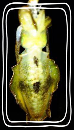 大蔵海岸アオリイカ新子調査♫　コロッケサイ…