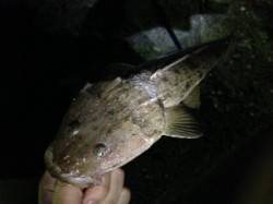 有田川河口　ライトゲームでマゴチ＆ハゼ