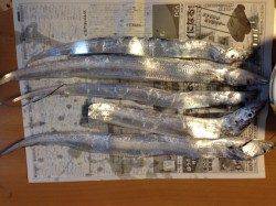 今はエサ釣りに分がありそう　岸和田一文字、沖の北にてタチウオ釣り