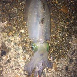 林崎漁港　エギングでトンカツサイズのアオリイカをGET