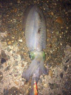 林崎漁港　エギングでトンカツサイズのアオリイカをGET