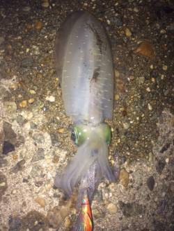 林崎漁港　エギングでトンカツサイズのアオリ…