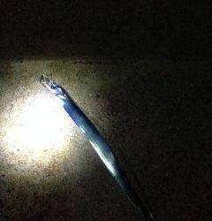 牛ヶ首周辺　ワインド低活性でアジングに切り替えるとタチウオが！