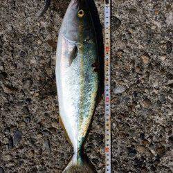 ショアジギングに二見人工島の南側へ レインボーカラーのジグでツバスHIT