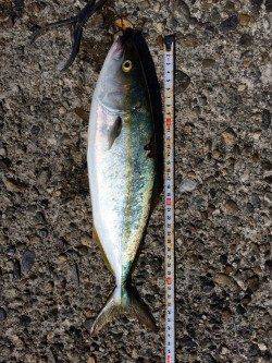 ショアジギングに二見人工島の南側へ レインボーカラーのジグでツバスHIT