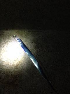 牛ヶ首周辺　ワインド低活性でアジングに切り…