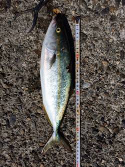 ショアジギングに二見人工島の南側へ　レイン…