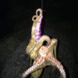 海南にてエギングでアオリイカ　2.5号にするとすぐに反応