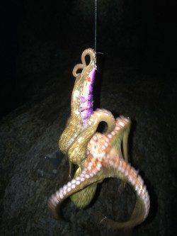 海南にてエギングでアオリイカ　2.5号にするとすぐに反応