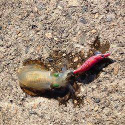 香住西港　朝4時〜昼頃までエギングでアオリイカ