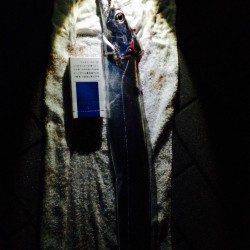 シーサイドコスモでタチウオ　夕方は引き釣り、暗くなってからはウキ釣りが◎