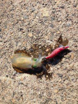 香住西港　朝4時〜昼頃までエギングでアオリイカ